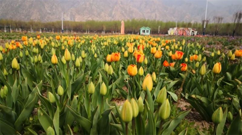 Colful earth invites you to enjoy the tulip sea