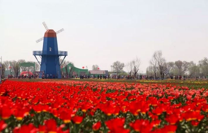 Millions of tulips go on a date in spring!